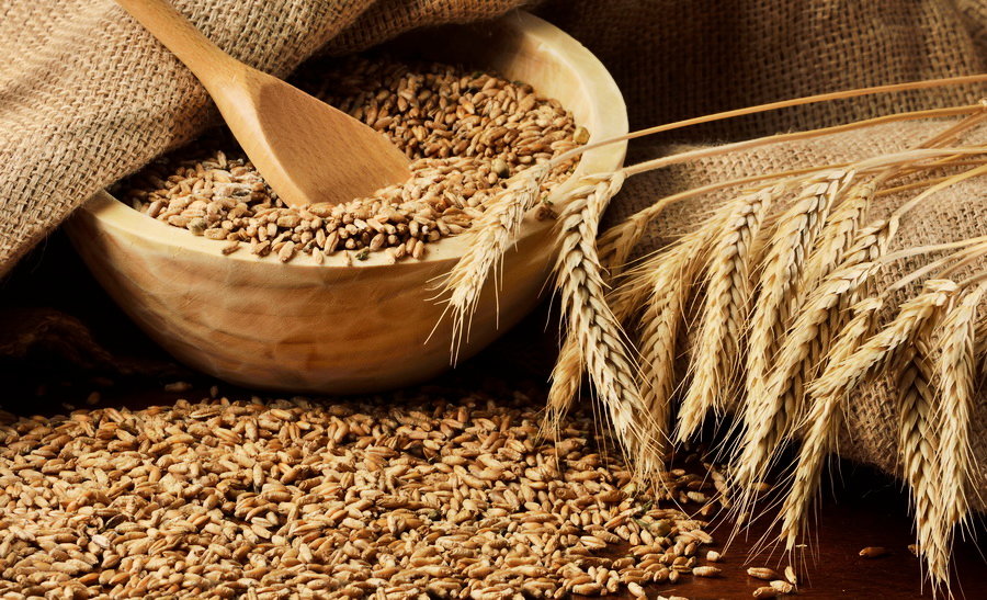 Пшеница протеин