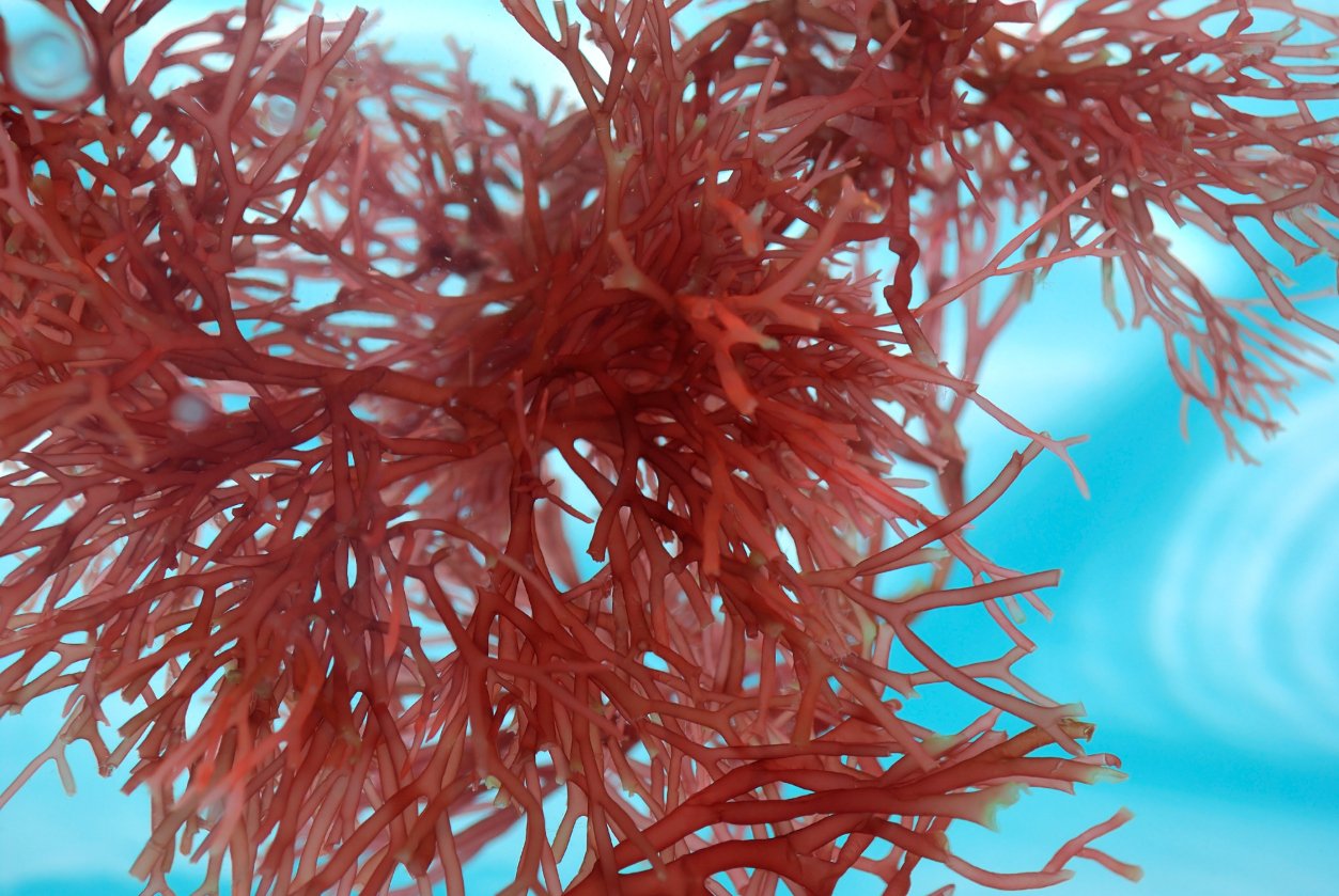 Красные водоросли