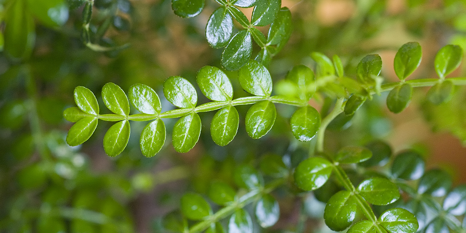 Зантоксилум
