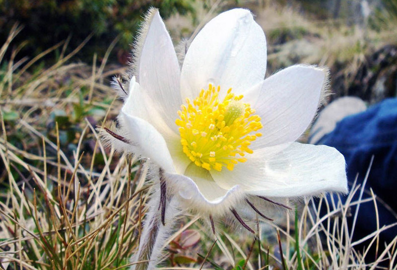 Эдельвейс альпийский
